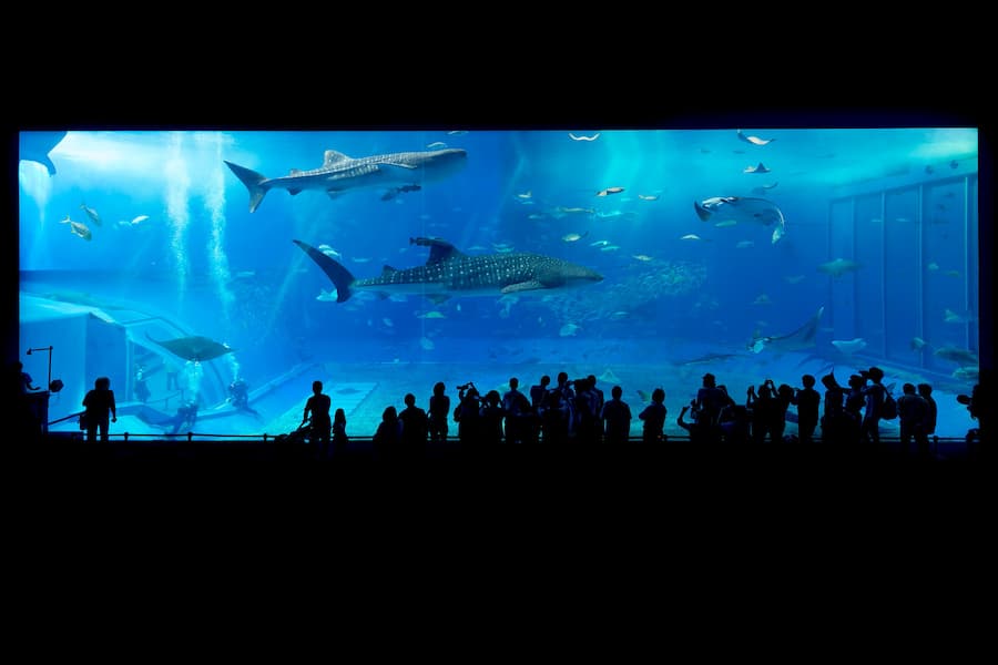 Aquarium en verre extra-clair