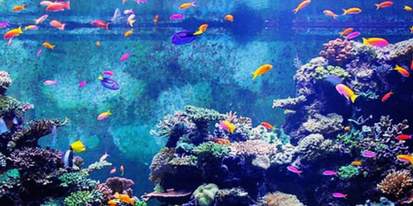 Pourquoi utiliser du verre extra clair pour un aquarium ?