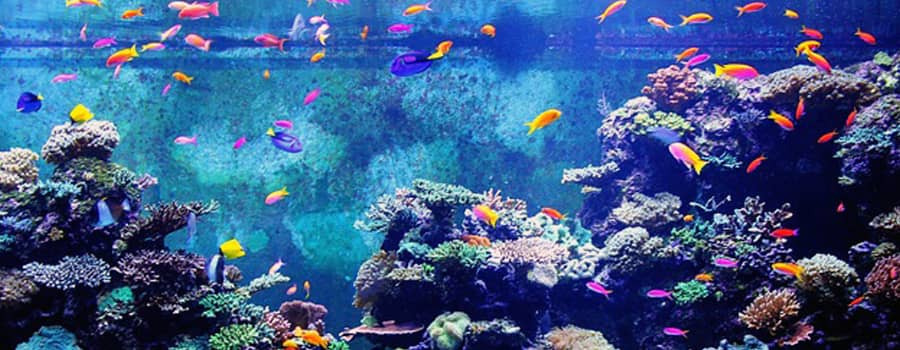 Pourquoi utiliser du verre extra clair pour un aquarium ?